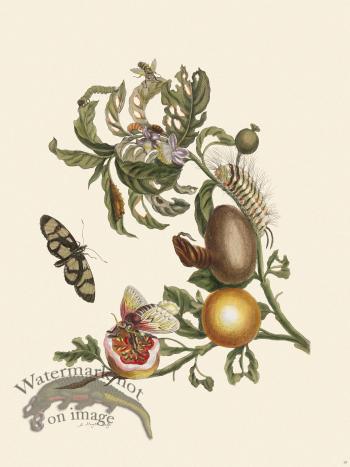 Merian Metamorphosis 19